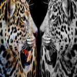 M__0024_PANORAMIC_0014_18913984_close-up-jaguar-portrait_AOAY1208