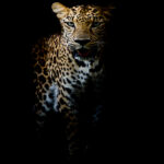 MOCKUP1_Land_0006_15742426_close-up-leopard-portrait_AOAY1738