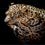 Print2_Landscape_0016_18910548_close-up-jaguar-portrait_AOAY1748