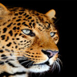 mockups_L_0025_22675540_leopard-portrait_AOAY1694