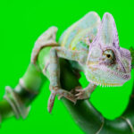 1MOCKUP_0008_17718786_lizard-families-chameleon-bright-vivid-exotic-climate_AOAY1914