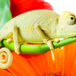 1MOCKUP_0037_3778783_chameleon-on-a-branch_AOAY1885