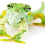 1MOCKUP_0057_3286391_green-chameleon_AOAY1865