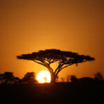 1Mockups_L_0011_24972686_african-savannah-summer-pictrures-wild-safari-tanzania_AOAY2216