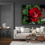 M1_0027_MOCKUP_LAND_0006_27792198_beautiful-fresh-roses-in-close-up-view_AOAY2336
