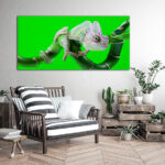 M3_0036_MOCKUP_L_0008_17718786_lizard-families-chameleon-bright-vivid-exotic-climate_AOAY1914