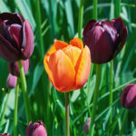 MOCKUPs000_0007_MOCKUP_LAND_0008_27190990_red-flower-among-black-tulips_AOAY2334