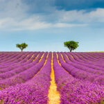 MOCKUPs000_0020_MOCKUP_LAND_0031_31515310_lavender-field-at-valensole-in-the-alpes-de-haute-provence-france_AOAY2346