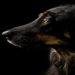 MOCKUPs_0007_34424904_black-dog-close-up-portrait_AOAY2525