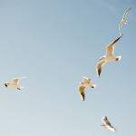 MOCKUPs_0014_ML_0004_27809590_seagulls-flying-in-sky-over-the-sea-waters_AOAY2308