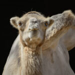 MOCKUPs_0018_25391860_portrait-of-camel_AOAY2370