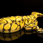 MOCKUPs_L_0007_36671352_green-and-yellow-buttermorph-ballpython_reflection_AOAY2496