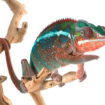 1MOCKUP_0092_835633_panther-chameleon_AOAY1830