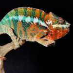 1MOCKUP_0109_572301_colorful-male-chameleon_AOAY1813