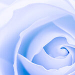 MOCKUPs_0002_38156762_white-blue-rose-flower-petals-macro-flowers_AOAY2899