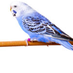 MOCKUPs_0003_3708855_budgerigar-on-branch-isolated-on-white-background_AOAY2784