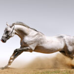 MOCKUPs_0007_3203859_beautiful-horses_AOAY2780