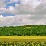 MOCKUPs_0028_22960794_sunflowers-field-in-bulgaria_AOAY2824