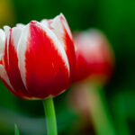MOCKUPs_L_0003_34972610_white-and-red-tulip-with-green-blurry-background_AOAY2753