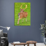 N1_0044_MP_0010_PRINT_P_0008_25625140_deer-grazing-on-the-grass_AOAY2373