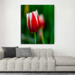 N3_0030_MP_0071_PRINT_L_0002_34972610_white-and-red-tulip-with-green-blurry-background_AOAY2753