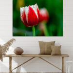 N4_0031_ML_0003_34972610_white-and-red-tulip-with-green-blurry-background_AOAY2753