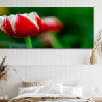 N6_0035_ML_0003_34972610_white-and-red-tulip-with-green-blurry-background_AOAY2753