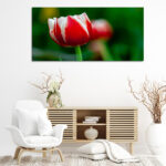 S2_0022_ML_0003_34972610_white-and-red-tulip-with-green-blurry-background_AOAY2753