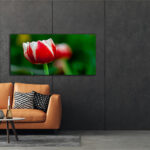 S6_0028_ML_0003_34972610_white-and-red-tulip-with-green-blurry-background_AOAY2753