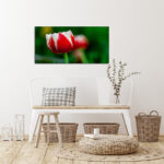S7_0028_ML_0003_34972610_white-and-red-tulip-with-green-blurry-background_AOAY2753