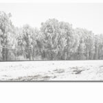 M5_0020_ML_0002_40440734_snow-covered-trees-panorama_AOAY3422