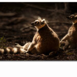 M5_0047_ML_0012_35407270_cute-wild-lemurs-family_AOAY3392