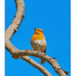 M7_0011_ML_0026_24258598_robin-on-branch_AOAY3011