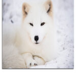 M7_0017_ML_PORT_0010_11891078_arctic-fox-resting-in-the-snow_AOAY3499