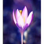 M7_0026_ML_0011_39035796_blooming-purple-crocus-flowers-in-a-soft-focus-on-a-sunny-spring-day_AOAY3489