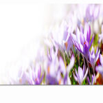 xMockups_0051_ML_0020_39032162_blooming-purple-crocus-flowers-in-a-soft-focus-on-a-sunny-spring-day_AOAY3307