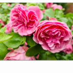 xMockups_0056_ML_0018_37487294_soft focus-of-pink-rose-flowers-in-a-roses-garden-with-a-soft-focus_AOAY3298
