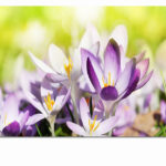 xMockups_0065_ML_0013_39037798_blooming-purple-crocus-flowers-in-a-soft-focus-on-a-sunny-spring-day_AOAY3314