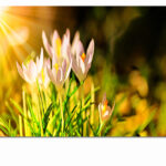 xMockups_0066_ML_0013_39031944_blooming-purple-crocus-flowers-in-a-soft-focus-on-a-sunny-spring-day_AOAY3303