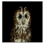 R01_0005_MS_0010_33537964_tawny-owl-or-brown-owl-strix-aluco_AOAY3616