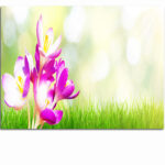 R1_0001_MP__0035_45180146_blooming-purple-crocus-flowers-in-a-soft-focus-on-a-sunny-spring-day_AOAY3778
