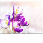 R1_0048_MP__0038_44695246_blooming-purple-crocus-flowers-in-a-soft-focus-on-a-sunny-spring-day_AOAY3775