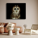 R5_0075_MS_0010_33537964_tawny-owl-or-brown-owl-strix-aluco_AOAY3616