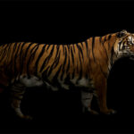 WEB001_0000_27803420_bengal tiger in the dark AOAY6817