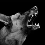 WEB001_0008_22503904_angry dog on dark background AOAY5523