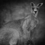 WEB001_0014_14997546_australian kangaroo macropus giganteus in black and white AOAY6759