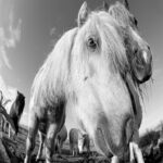 WEB001_0024_10496606_pony muzzle on pasture close up AOAY8172